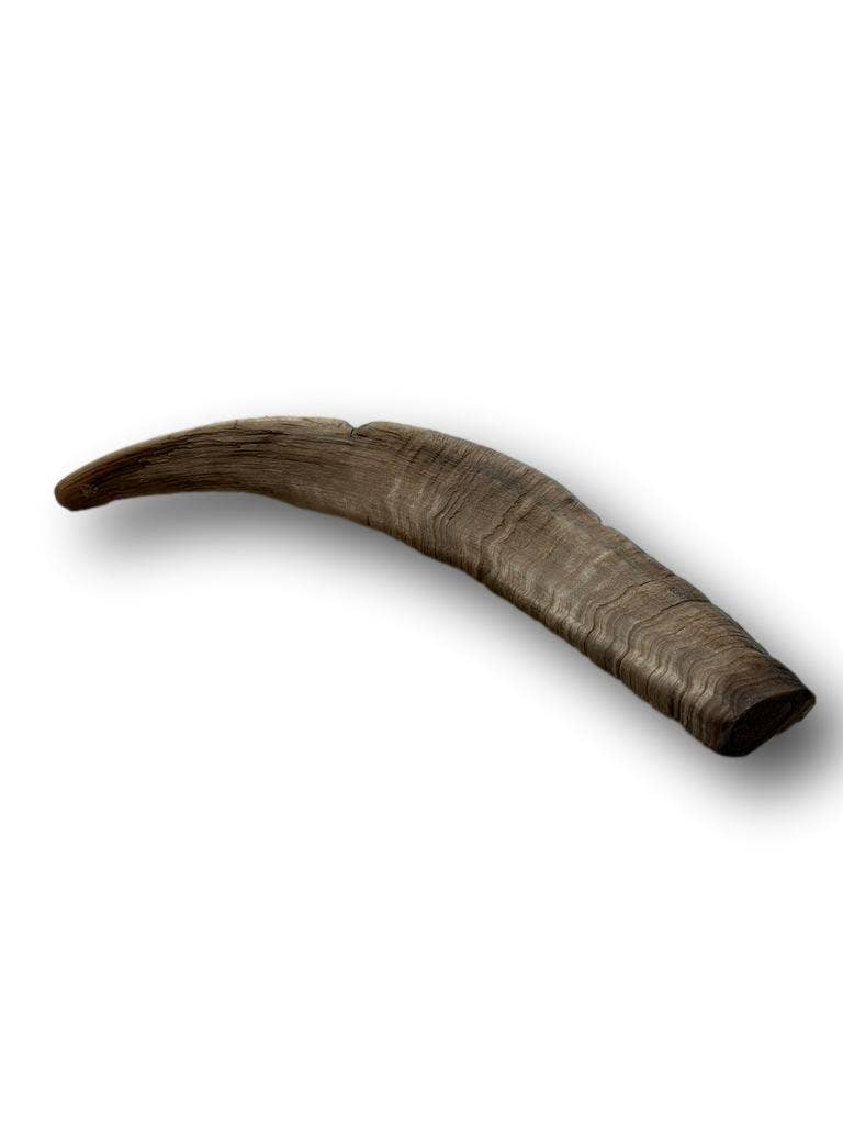 Healthy Dog Chews - Wholesale Pet Chew Toy - Dog - Goat Horn Large 11"-13"  (GH0101L)2