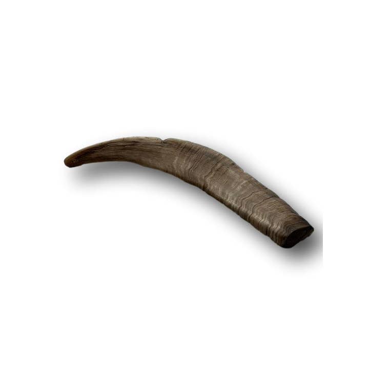 Healthy Dog Chews - Wholesale Pet Chew Toy - Dog - Goat Horn Large 11"-13" (GH0101L)2