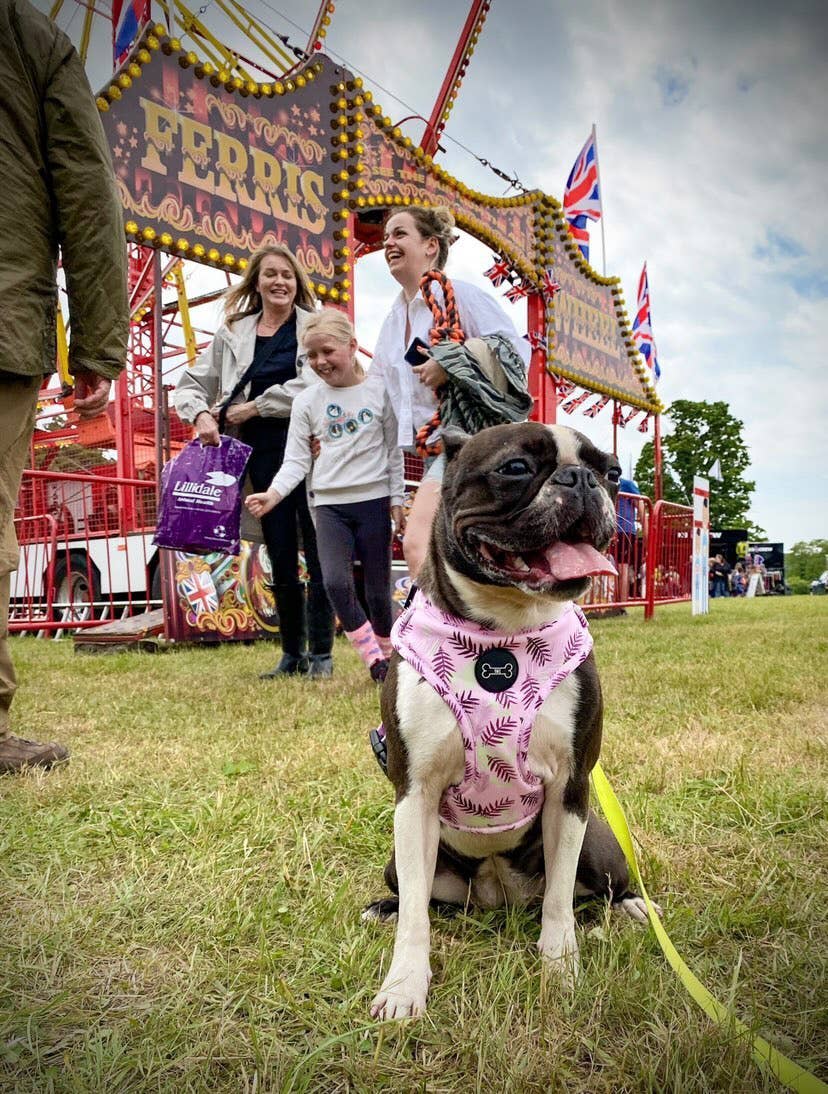 The Muttley Club - Wholesale Pet Harness - Dog - Palm Springs Adjustable Harness3
