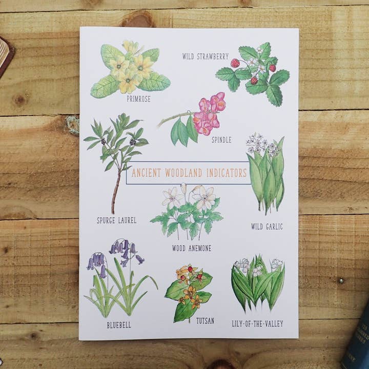 Ancient Woodland Indicators A4 Illustrated Lined Notebook for wholesale by Little Plover