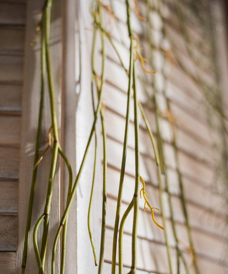 Rustic Reach - Wholesale Artificial Plant - Artificial Green Weeping Willow Stem 55" Long6