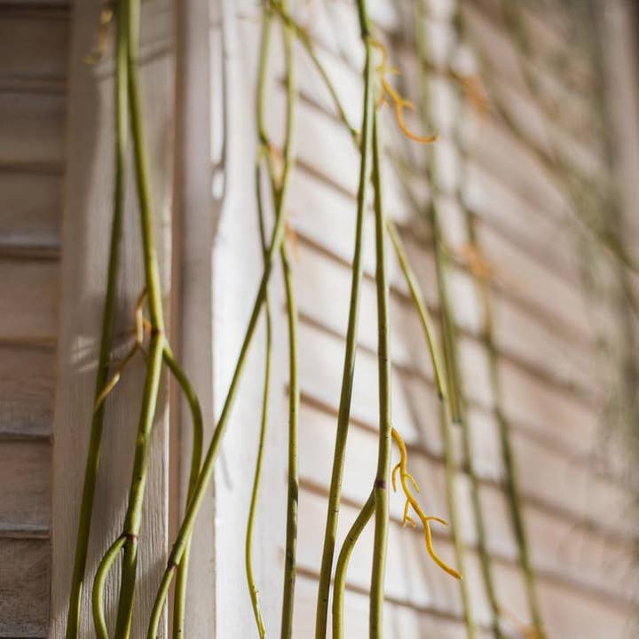 Rustic Reach - Wholesale Artificial Plant - Artificial Green Weeping Willow Stem 55" Long6