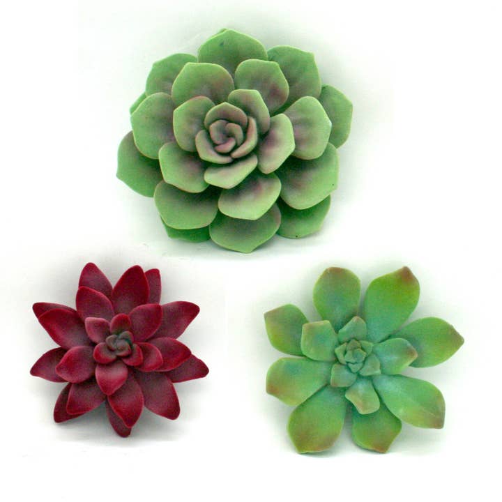 Juego de 3 suculencias de imitación de pared flocada para venta al por mayor de Modern World by Contrast Inc.