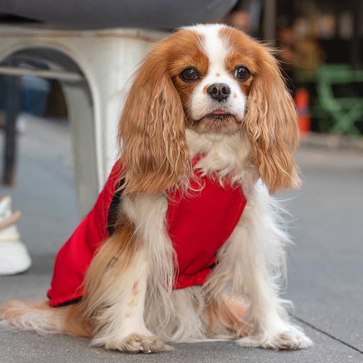 Bruce Winter - Rouge pour la vente par Kizzou