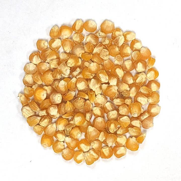 Sow True Seed - Wholesale Plant Seeds - Sweet Corn Seeds - Golden Bantam 12-Row Improved