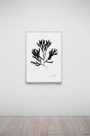 The Seaweed Studio – wholesale Art print – Budleigh Salterton, Devon, Hand Pressed Seaweed Print0