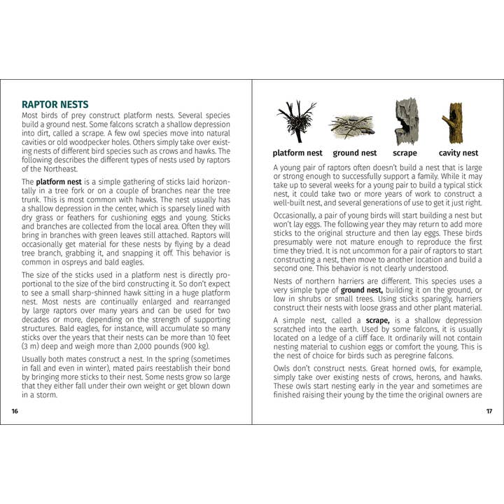 AdventureKEEN - Wholesale Nature & Outdoors - Birds of Prey of the Northeast Field Guide 2nd Edition3