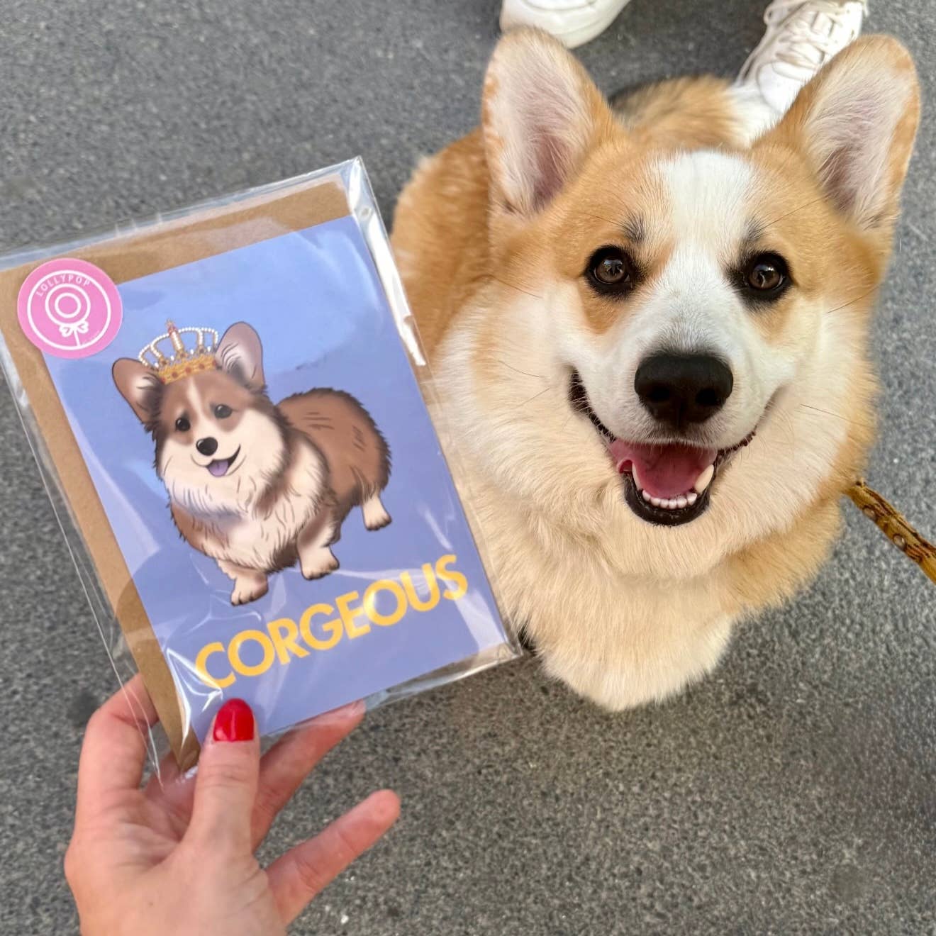LOLLYPOPARTSTUDIO - Vendita all'ingrosso Biglietti di auguri generici - Carte Corgi « Corgeous »1
