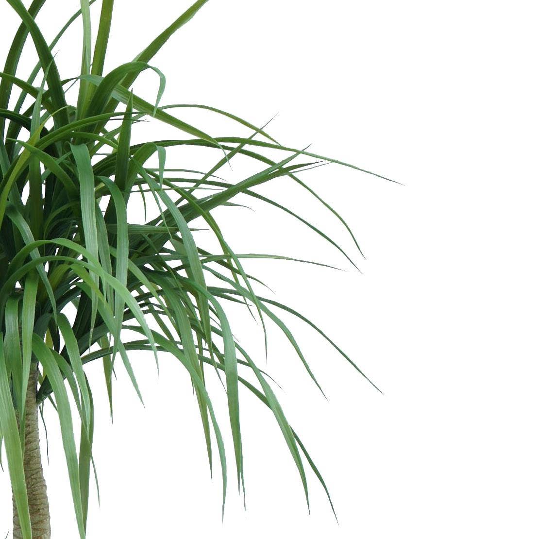 Leaf Design UK LTD - Vendita all'ingrosso Piante artificiali - Albero artificiale realistico Dracaena da 120 cm1