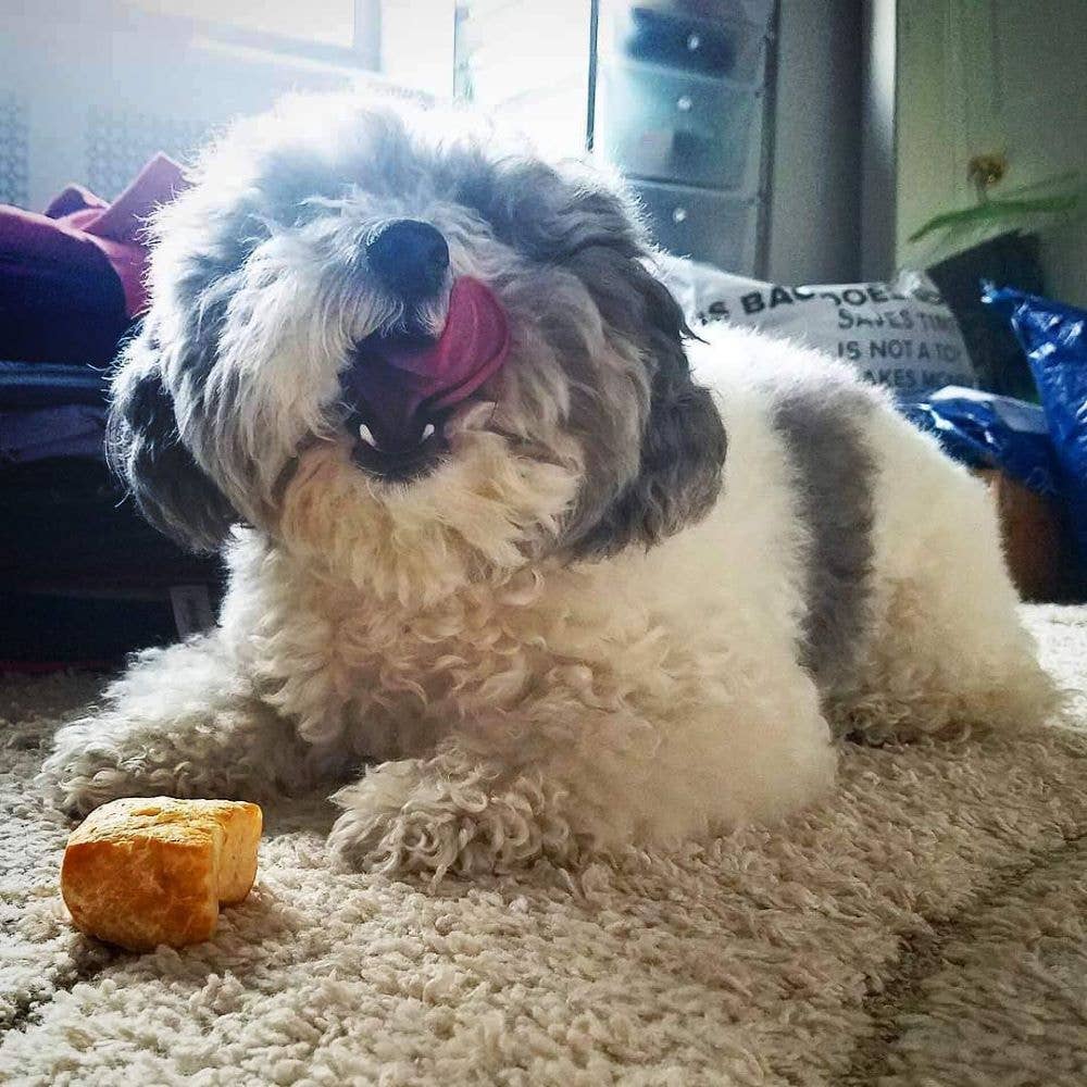 Yeti Dog Chew - Wholesale Pet Treats - Dog - Yeti Yak Cheese Dog Nuggets Treats, 15 Pieces, 7 Oz5