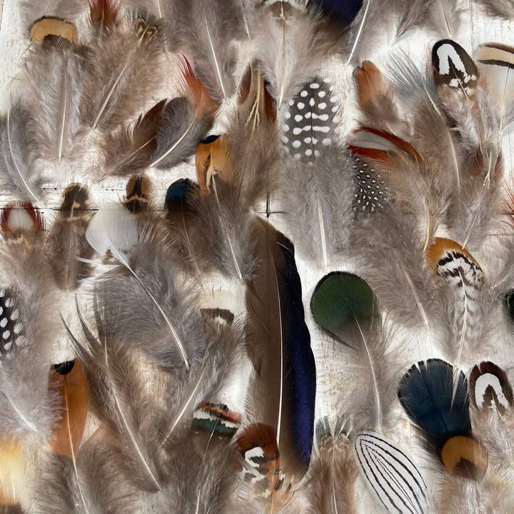 All Natural Feather assortiment, 50 stuks mix kort 1,5-6,5 inch en andere Kostuum wholesale inkopen. Gratis retourzendingen en een 60-dagen netto betalingstermijn op Faire.com trends op Faire.