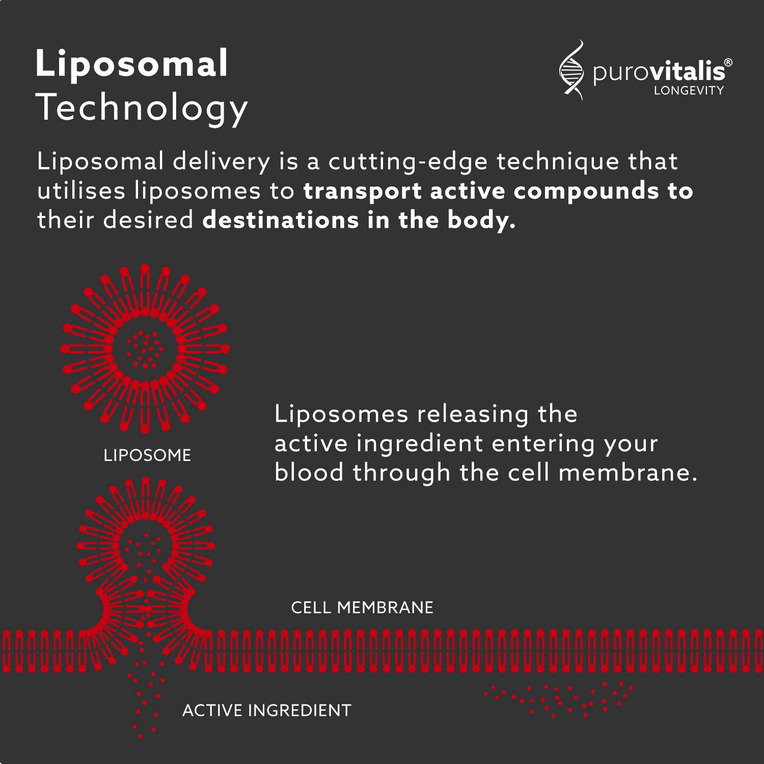 Purovitalis - Wholesale Oral Supplement/Vitamin - Purovitalis Liposomal Resveratrol – 250mg Micronized - 60pc6