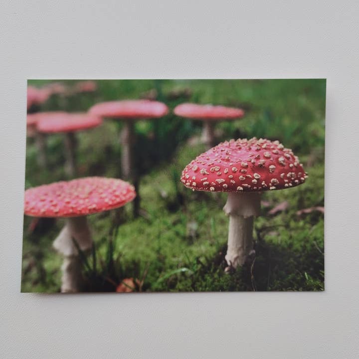 Postkort - Champignon (1034) for engroshandel hos SannCards