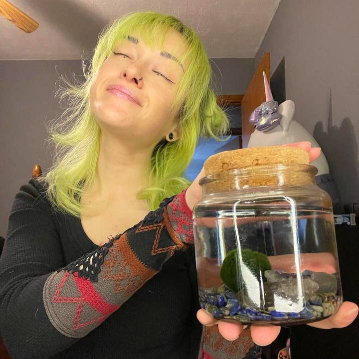 Moss Amigos | Moss Ball Terrariums - Wholesale Live Plant - Large Marimo Moss Ball Terrarium with Lapis Lazuli Gemstones2