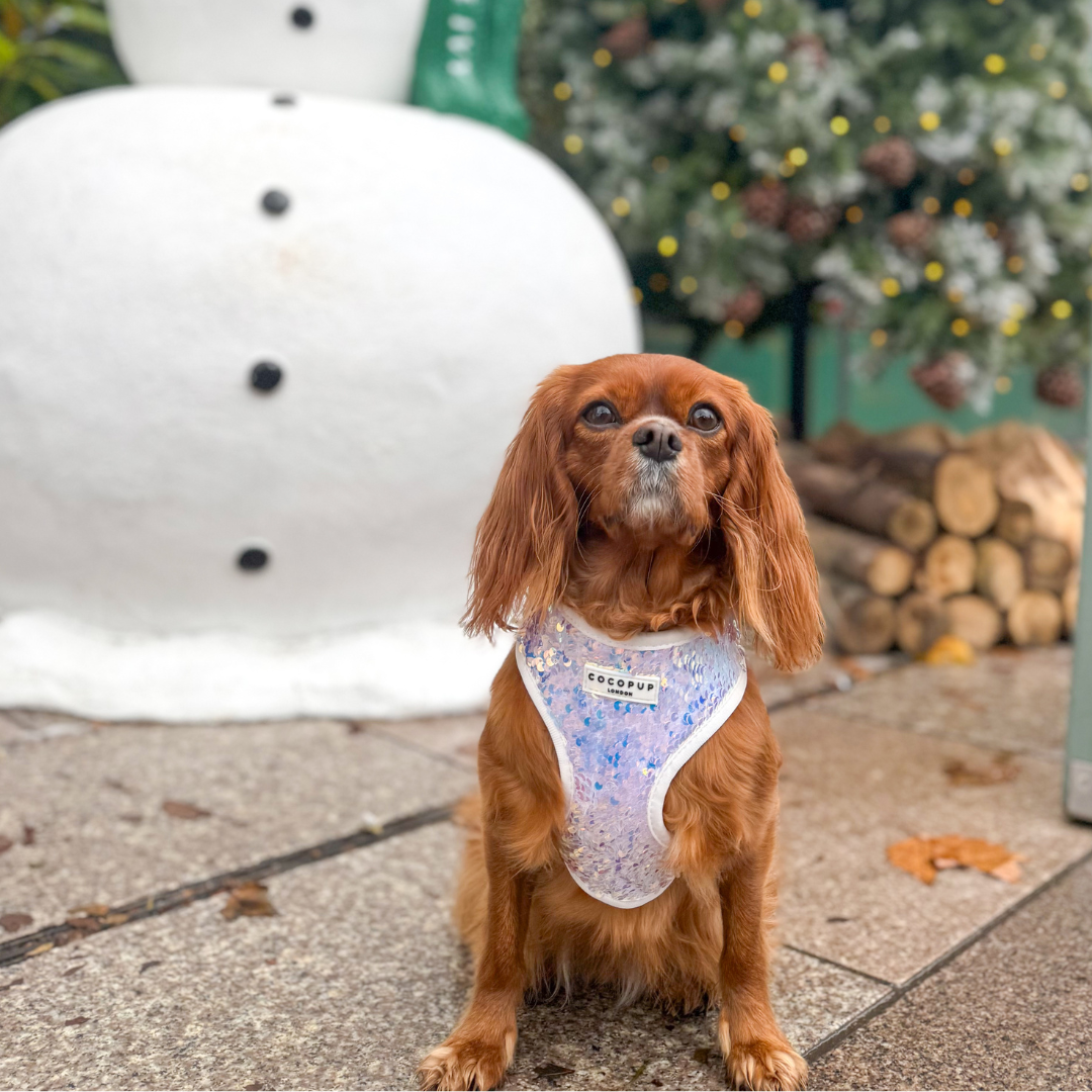 Cocopup London - Vendita all'ingrosso Pettorina - Cani - Imbracatura LUXE Party con Paillettes Olografiche27