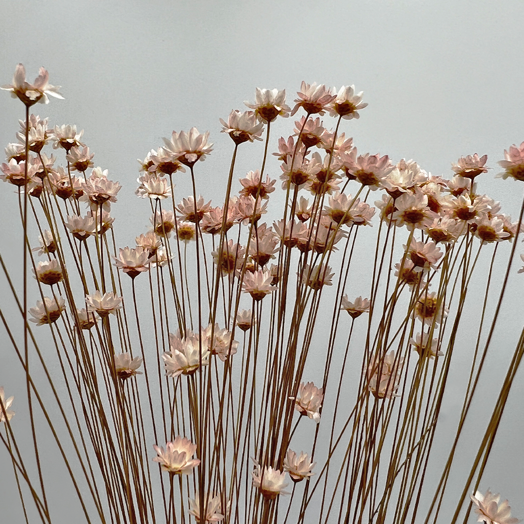 2626 Designs - Vendita all'ingrosso Fiori finti - Fiore Piccola Stella Preservato, 40-50 cm di lunghezza18