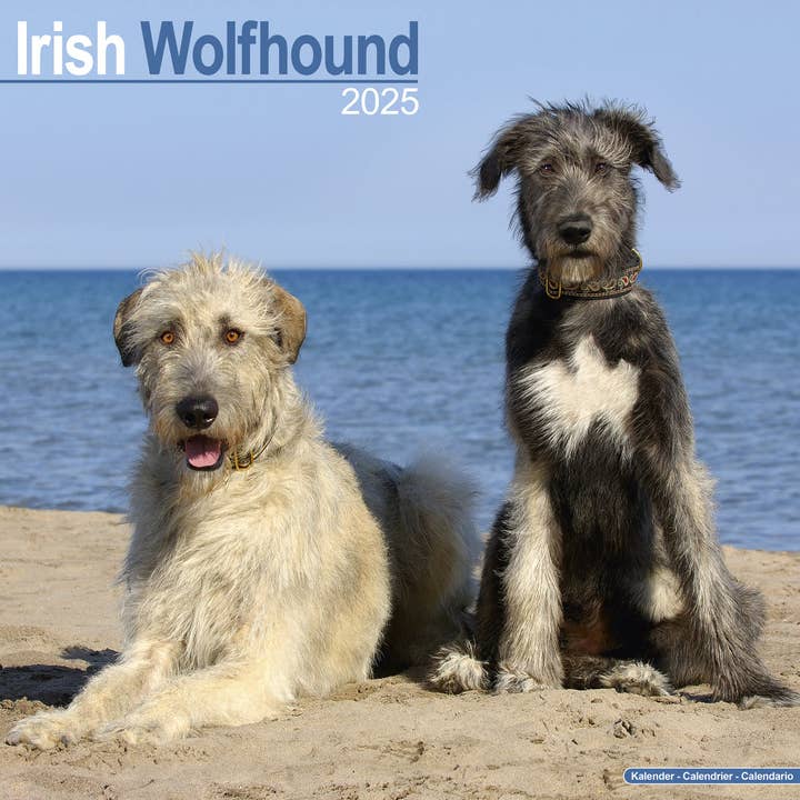Irish Wolfhound Calendar 2025 for wholesale by Avonside Publishing Ltd