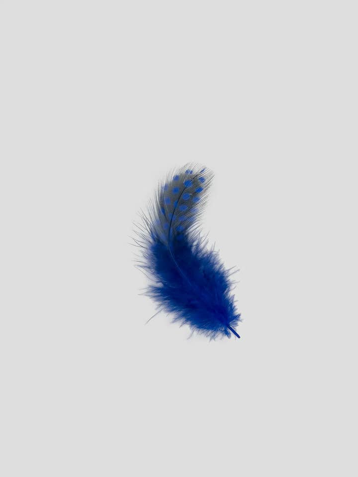 Parelhoen 5-10 cm Koningsblauw voor wholesale door Enkels Feathers