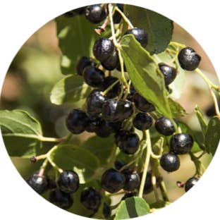MaquiFit Canada - Wholesale Protein/Superfood Powder - Maqui berry Raw