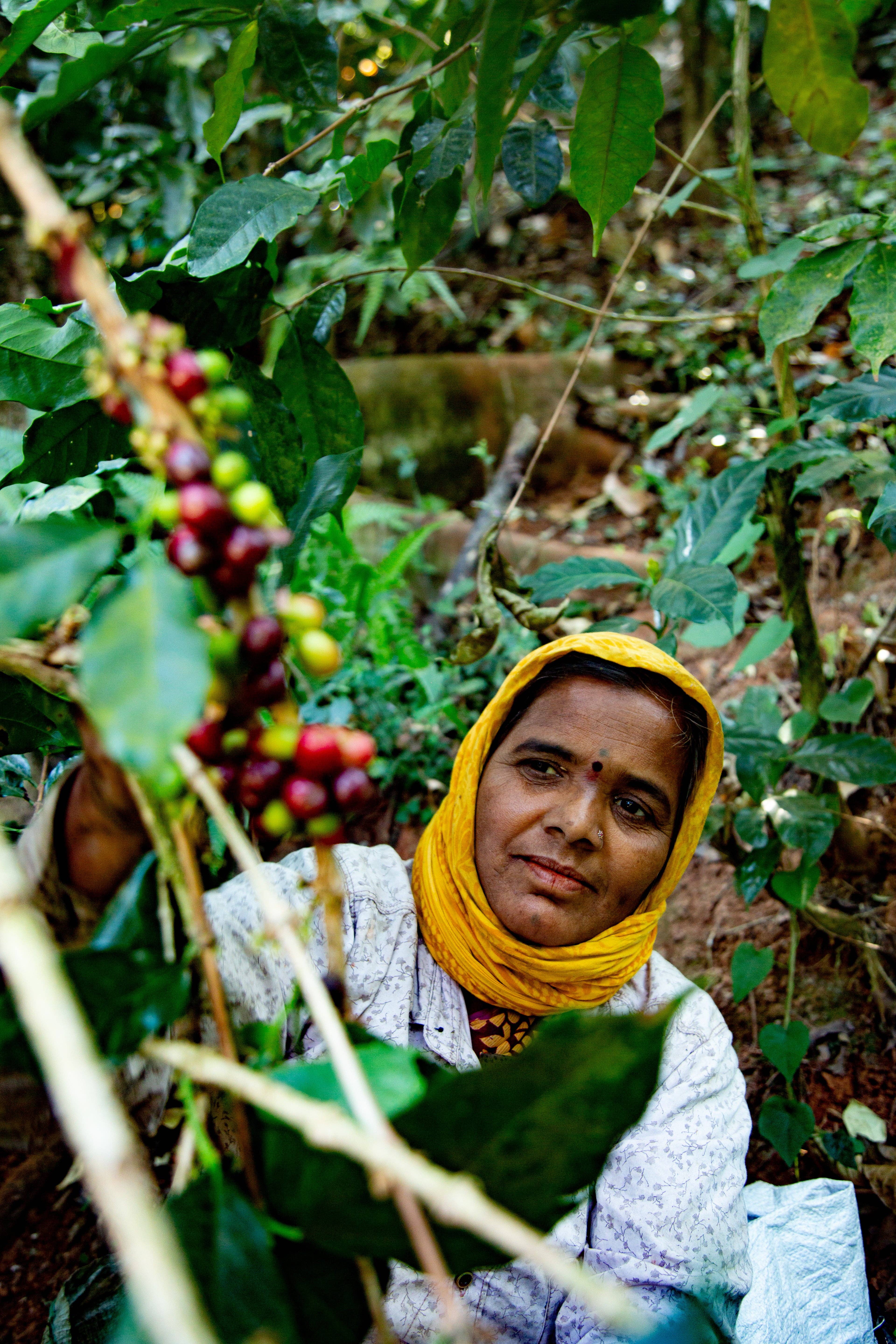 Yeri Coffee - Vendita all'ingrosso Caffè in grani - Monkey Business - Tostatura Media4