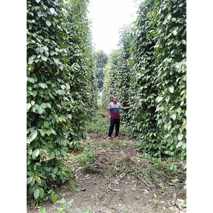 Burlap & Barrel - Wholesale Pepper/Peppercorns - Fermented White Pepper (Muntok White Pepper) - Single Origin2