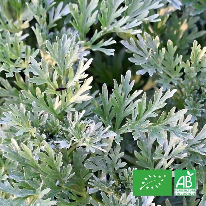 Le Cabri D'Or – Ervas por atacado – Absinthe orgânico - Planta aromática desidratada - 100% Provença