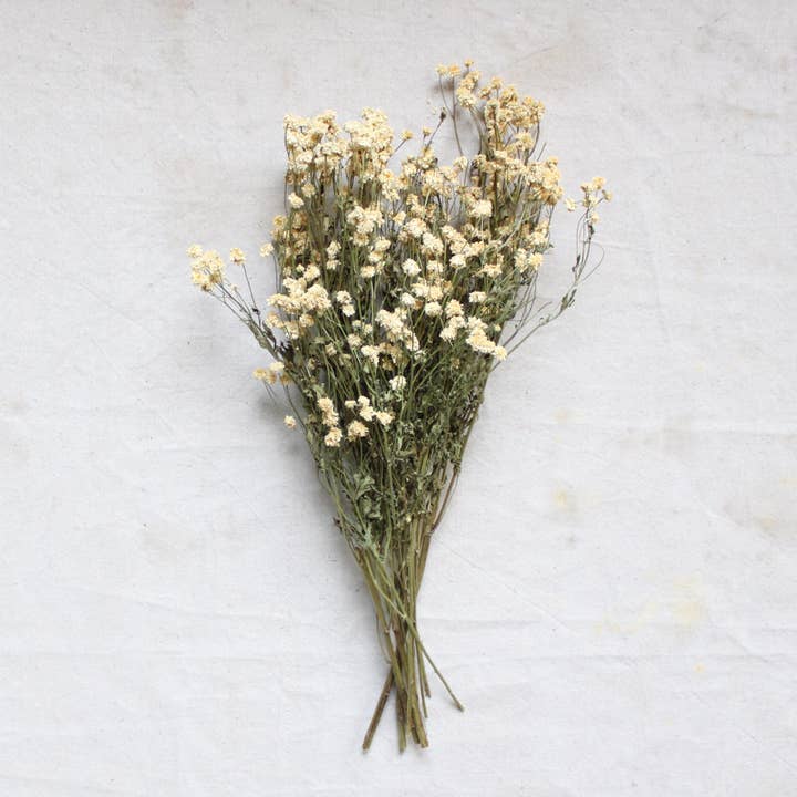 Natural Feverfew - Dried for wholesale on Faire