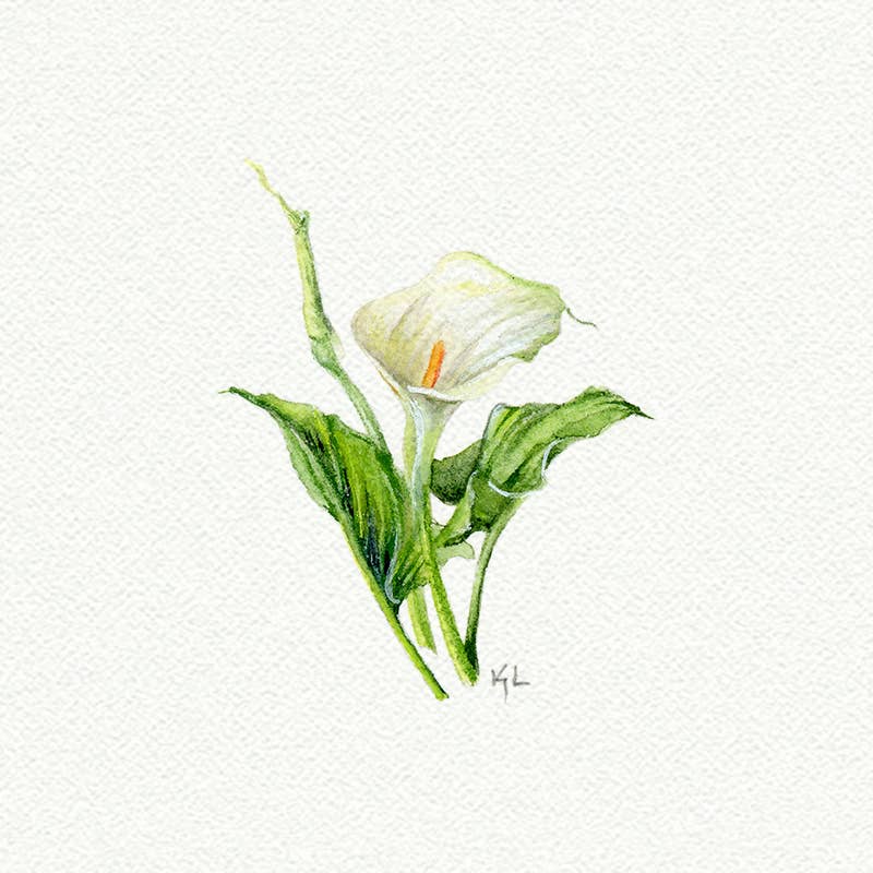 Karen Libecap Tiny Paintings - Wholesale Art Print - Calla Lily Miniature Watercolor - Art Print  0