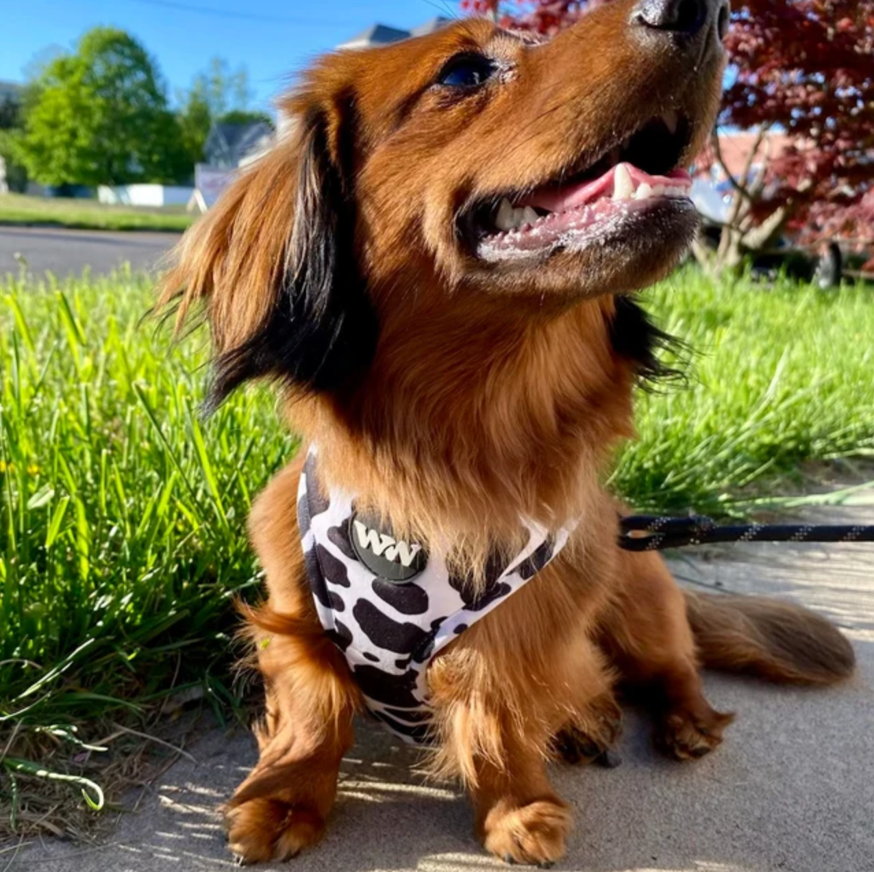 Woof & Wonder - Wholesale Pet Harness - Dog - Holy Cow Print Adjustable Dog Harness3