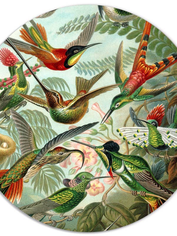 Muurcirkel Kolibris van Ernst Haeckel für den Großhandel von Label2X B.V.