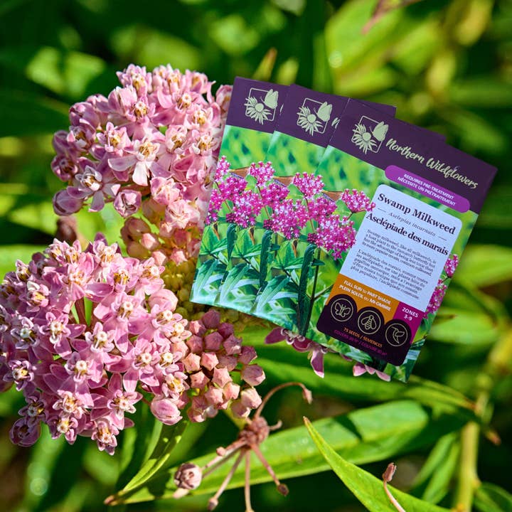 Semences de fleurs sauvages d'asclépiade des marais pour la vente par Northern Wildflowers