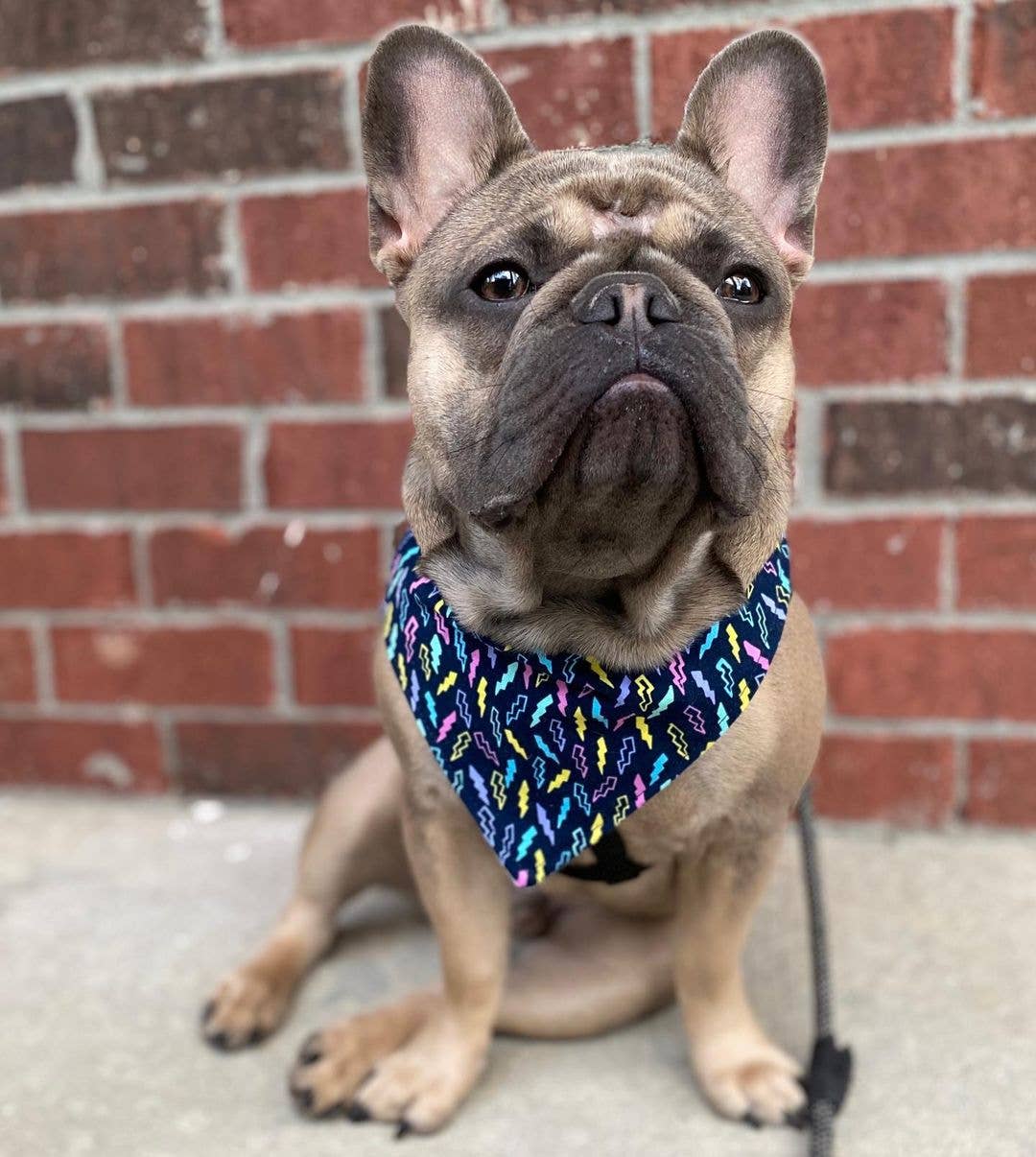 BibbyBubby - Wholesale Pet Bandana - Dog - Lemons Dog Bandana (Summer, Fruit, Pet Bandana)5