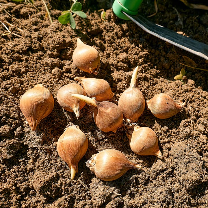 Thorsen's Greenhouse - Wholesale Live Plant - Freesia Flower Bulbs - Perennial6