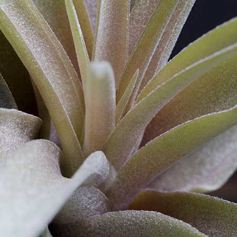 The Artizan Way - Wholesale Live Plant - Tillandsia Peach Capitata - Live Air Plant