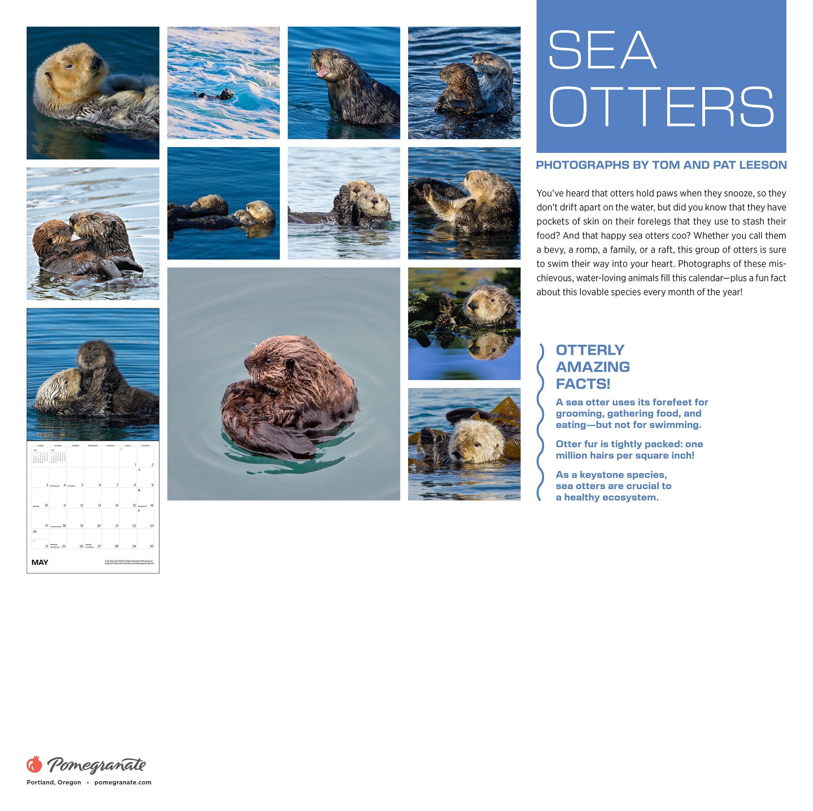 Pomegranate – wholesale Calendar – Sea Otters: Photographs by Tom and Pat Leeson 2026 Wall Calendar7