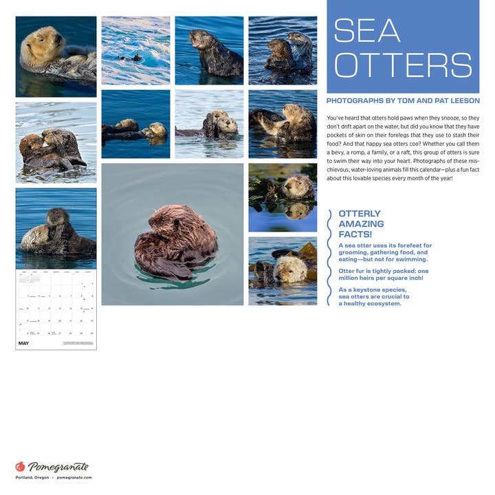 Pomegranate – wholesale Calendar – Sea Otters: Photographs by Tom and Pat Leeson 2026 Wall Calendar7