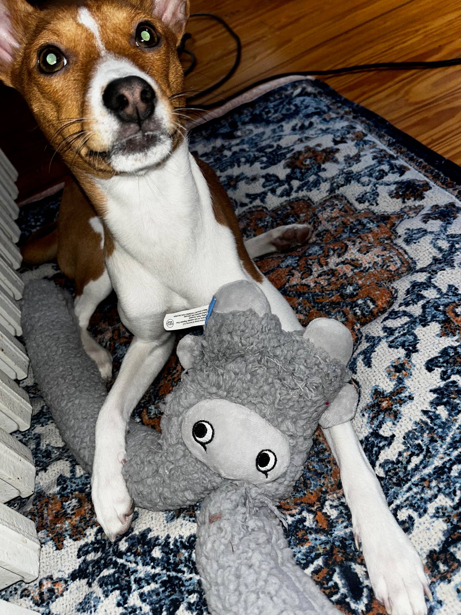 United Pets - Vente Peluche – chien - Jouet en peluche antistress avec huiles essentielles - Rosicchio3