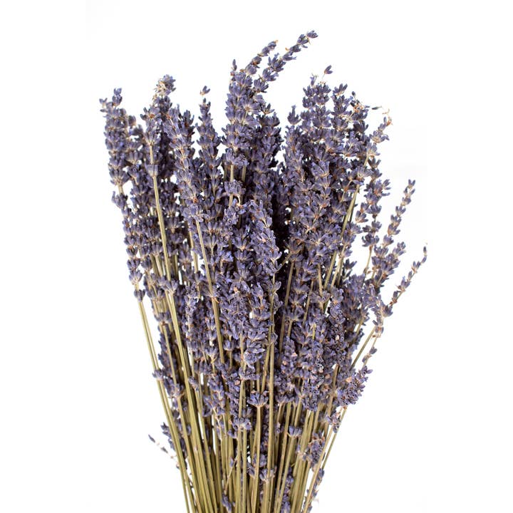 Andaluca - Wholesale Dried/Pressed Flowers - French Lavender Bundle6
