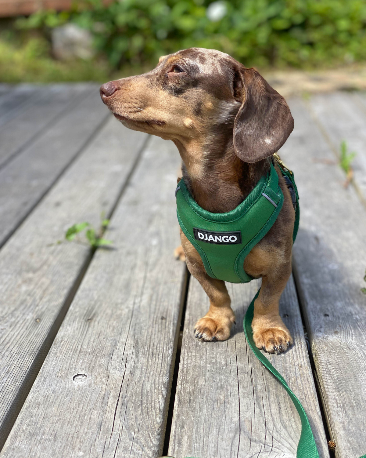 DJANGO - Wholesale Pet Harness - Dog - Adventure Dog Harness - Forest Green2