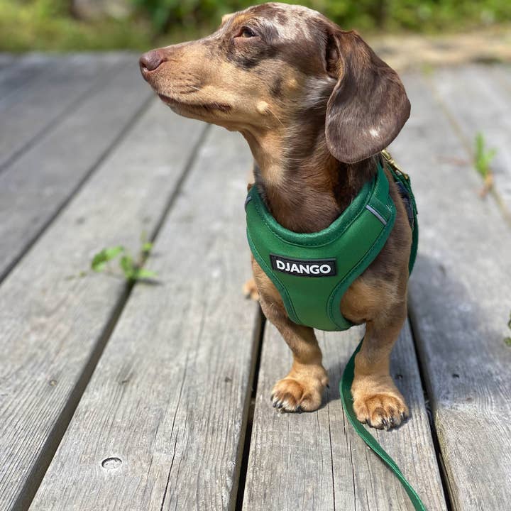 DJANGO - Wholesale Pet Harness - Dog - Adventure Dog Harness - Forest Green2