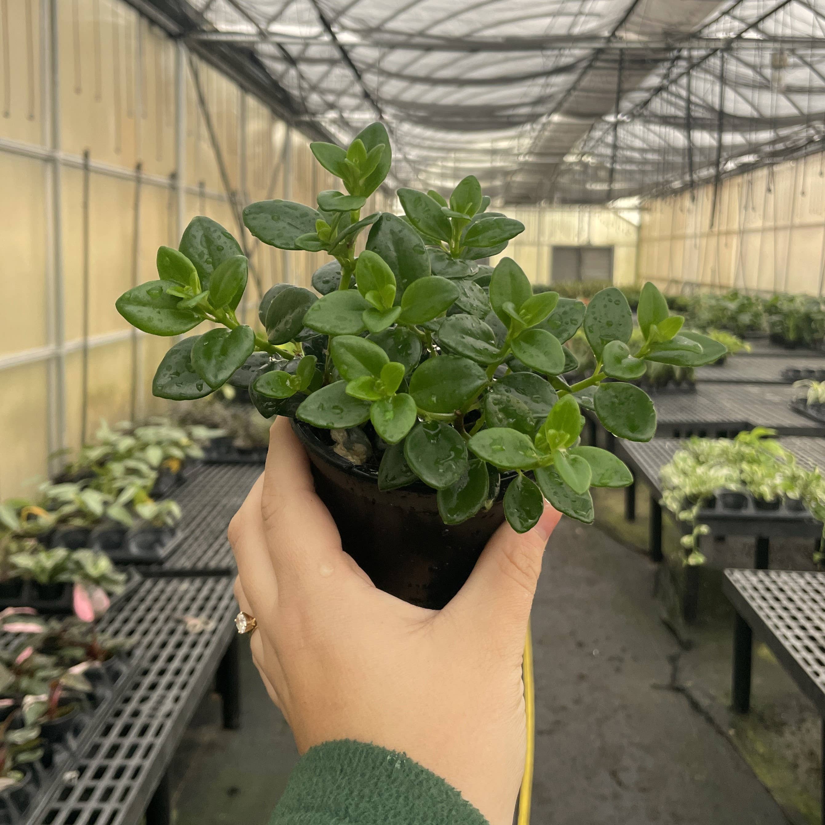 Thorsen's Greenhouse - Wholesale Live Plant - Goldfish Plant - Live Plant3