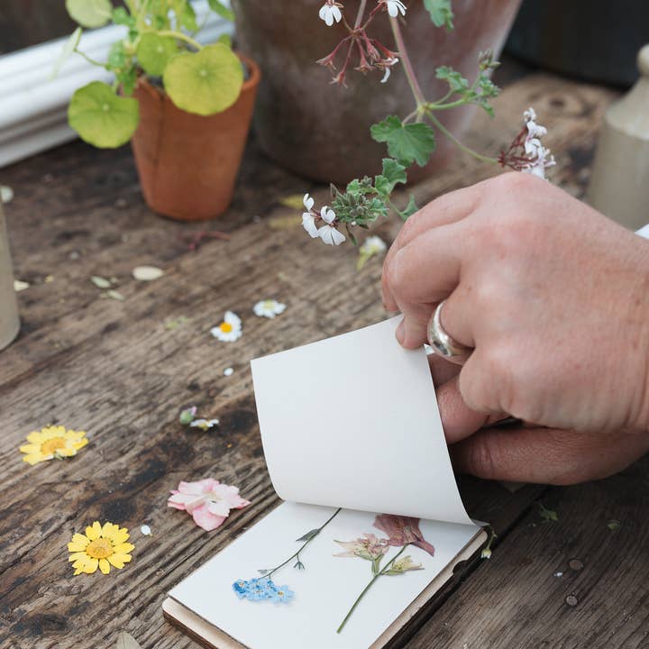 Studio Wald - UK Made - Wholesale DIY craft kit - Pocket Flower Press - Vintage Corn Poppy1