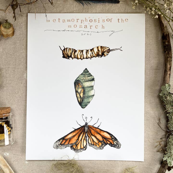 Impression 'Métamorphose du Monarque' pour la vente par Madison Memering (mamemering)
