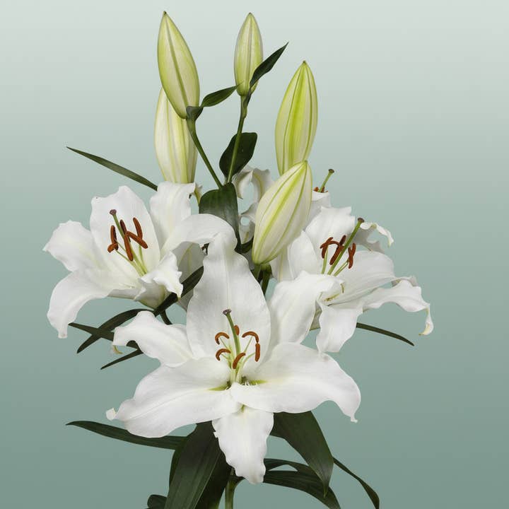 Lily White Wholesalers Choice for wholesale on Faire1