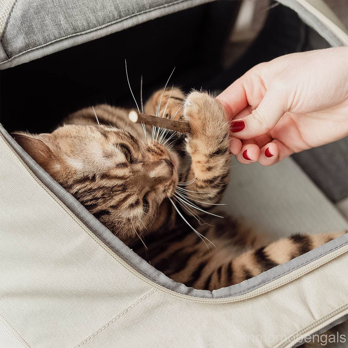 ne&no – Engroshandel Legetøj - Kat – ne&no® Matatabi pinde til katte - sæt med 3 - i gaveæske14