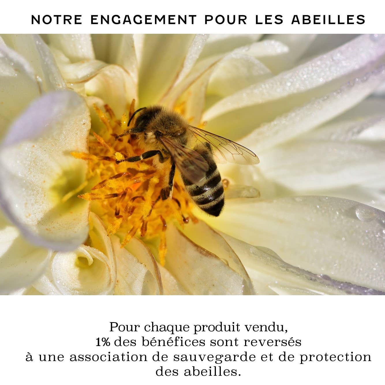 Abeilles & Botanique – wholesale Facial serum/concentrate – Ruchissime Serum6