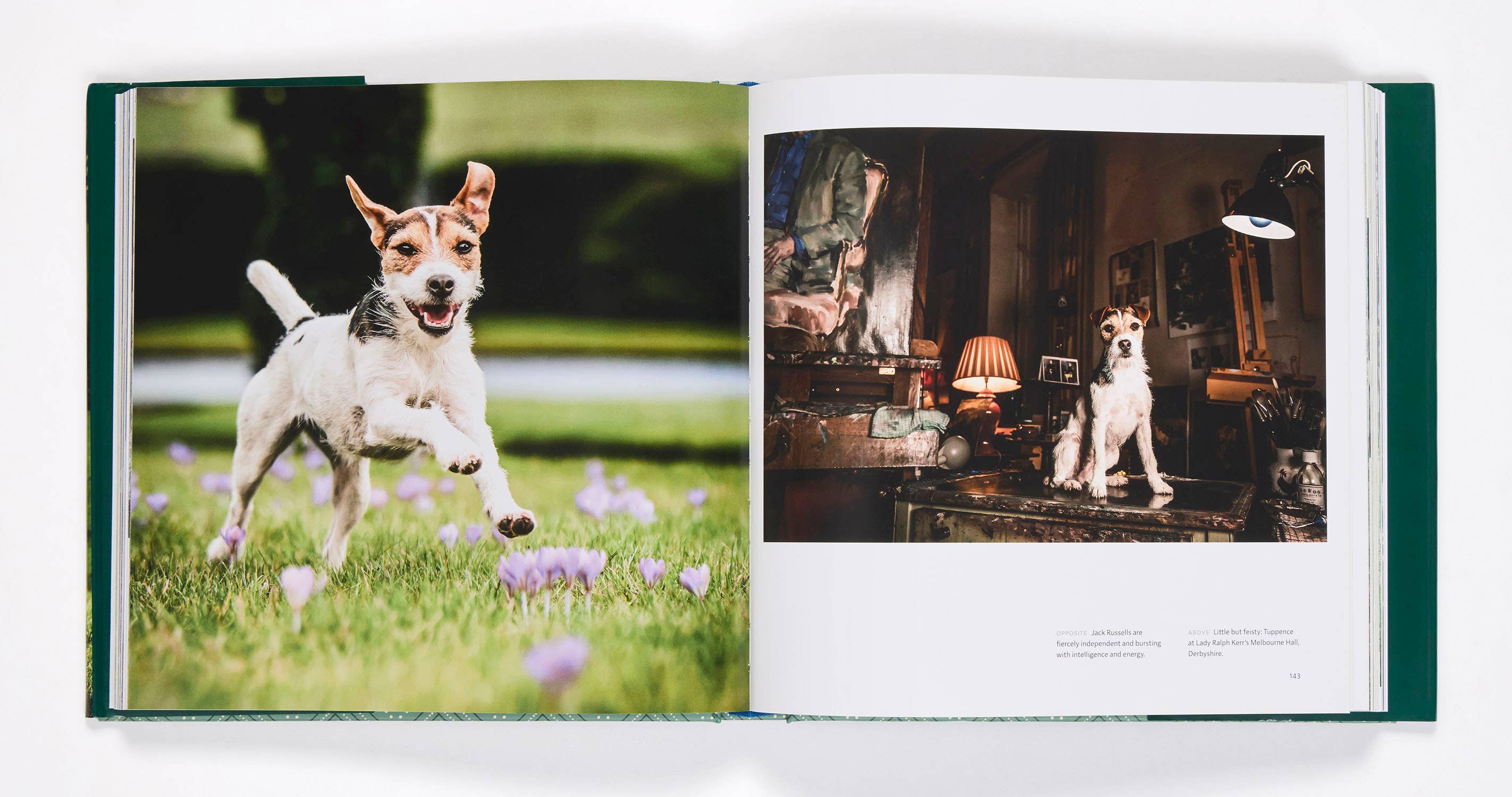 Penguin Random House LLC - Wholesale Pets - Country Life's Book Of Dogs1