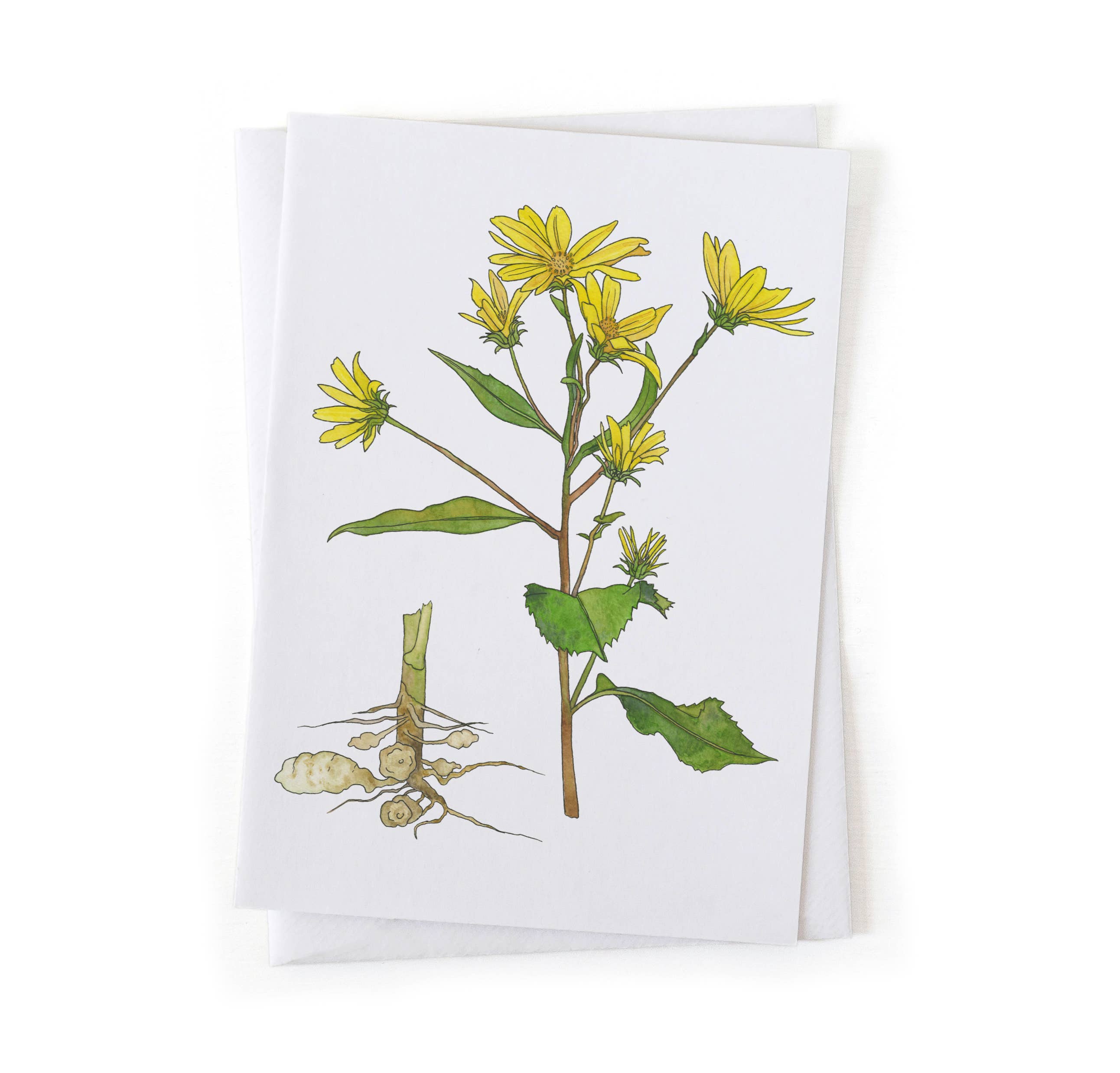 Wander & Gather - Vendita all'ingrosso Biglietti di auguri generici - Illustrazione Botanica di Topinambur 5x70