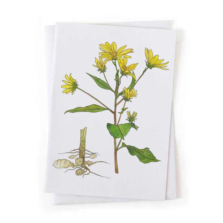 Topinambur-Sammeln Botanische Illustration 5x7 und andere Ergebnisse für topinambur im Großhandel. Kostenlose Rücksendungen und 60-Tage-Zahlungsziel auf Faire im Trend auf Faire.