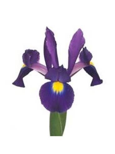Purple "tigris" Iris 120 stems BULK BOX for wholesale by Florasource